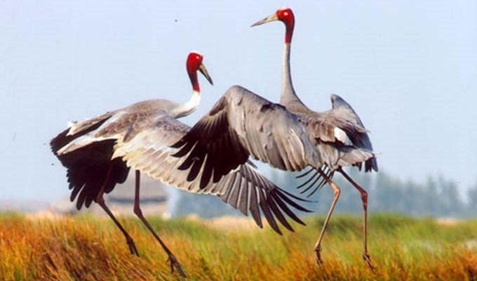 Chụp ảnh bảo vệ thú hoang dã và làm từ thiện