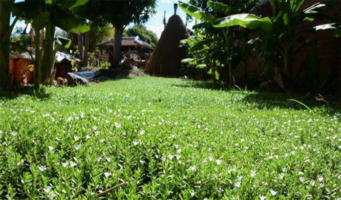 Nhớ vị rau đắng quê nhà