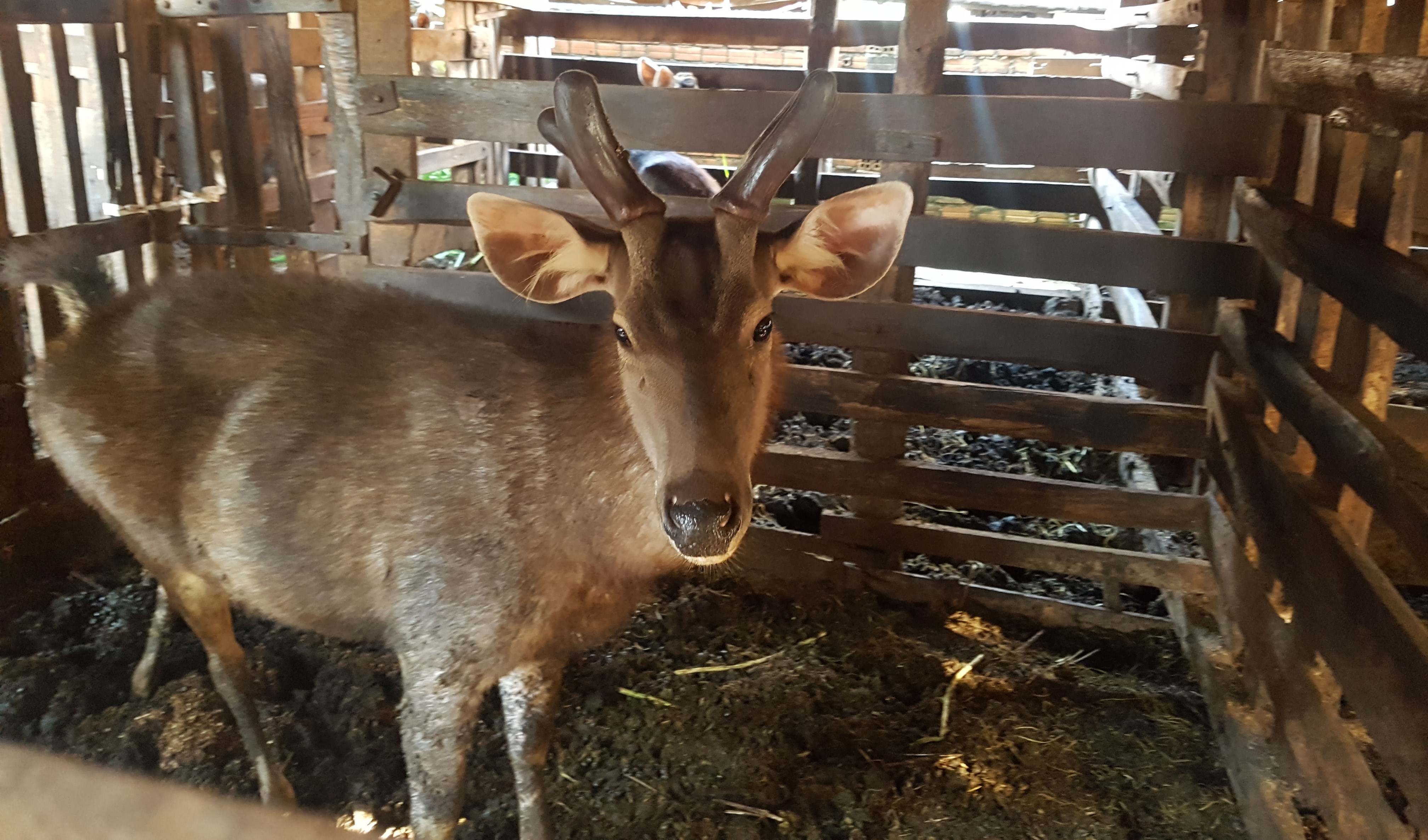 Vui buồn cùng cặp nhung nai