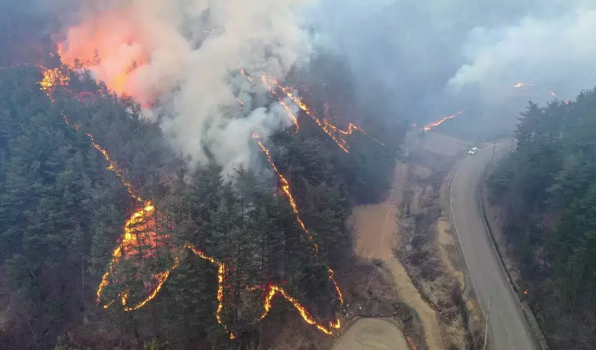 Cây thông Giáng Sinh đen của Hàn Quốc
