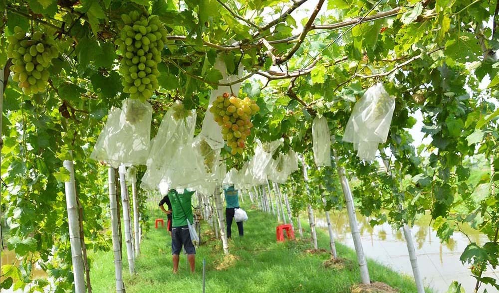 Chút nghĩ suy về người thợ làm vườn