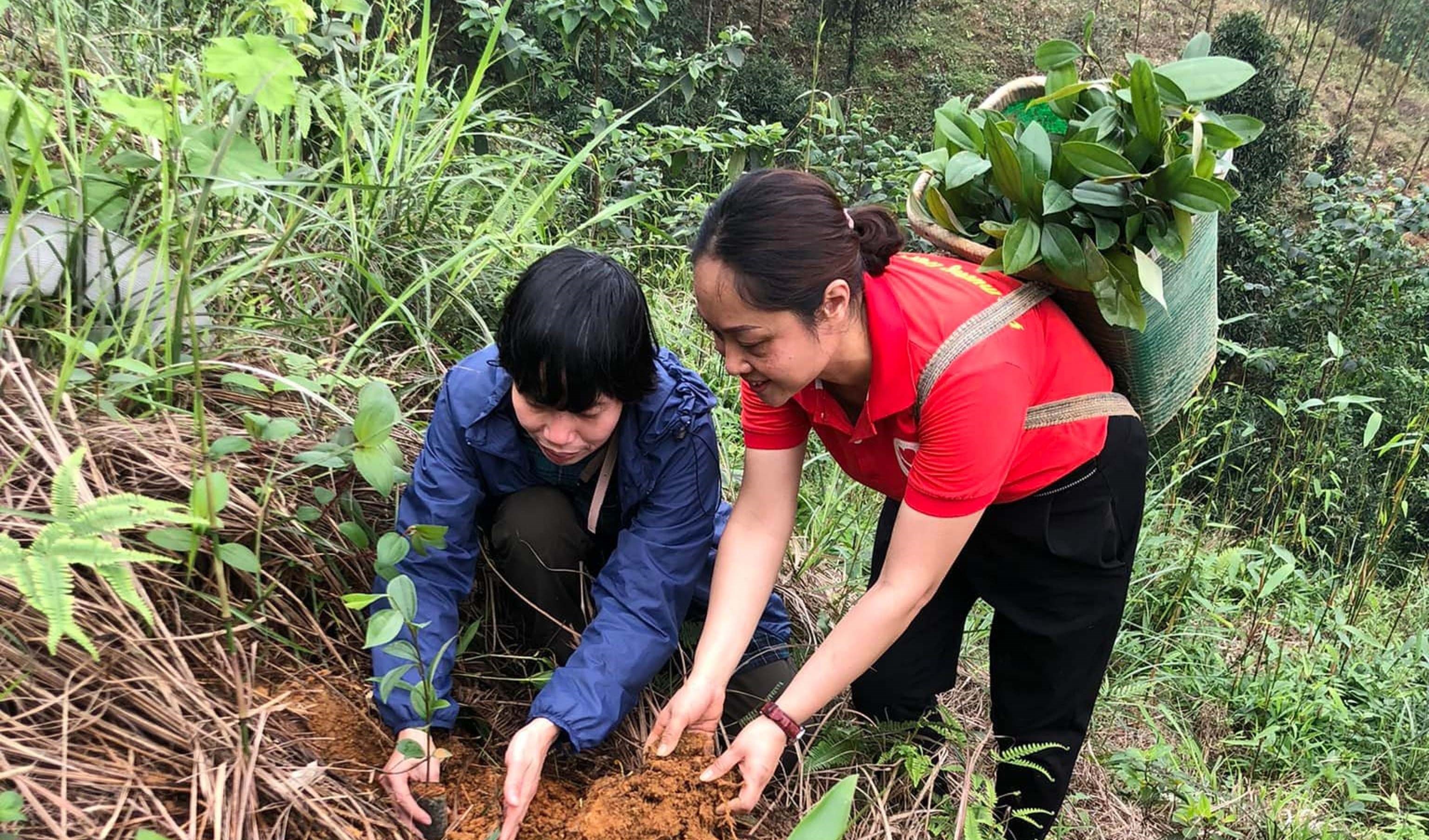 Giáo xứ Đồng Hẻo trồng quế