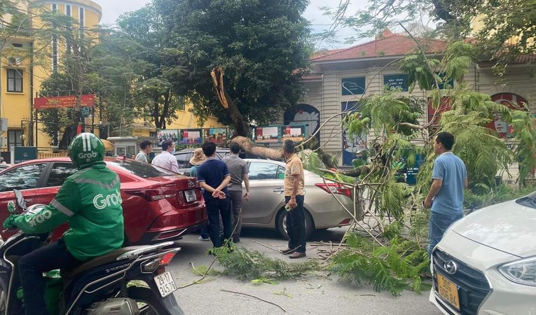 Khám bệnh cho cây xanh đường phố