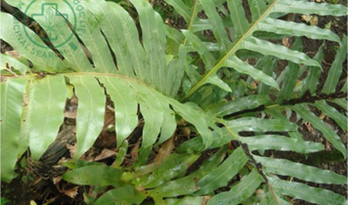 Vắng dần chổi Ráng thân quen