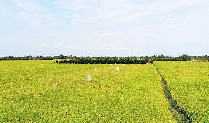 Nghe nhạc Văn Cao, thấm vẻ đẹp “ngày mùa” trên quê hương…