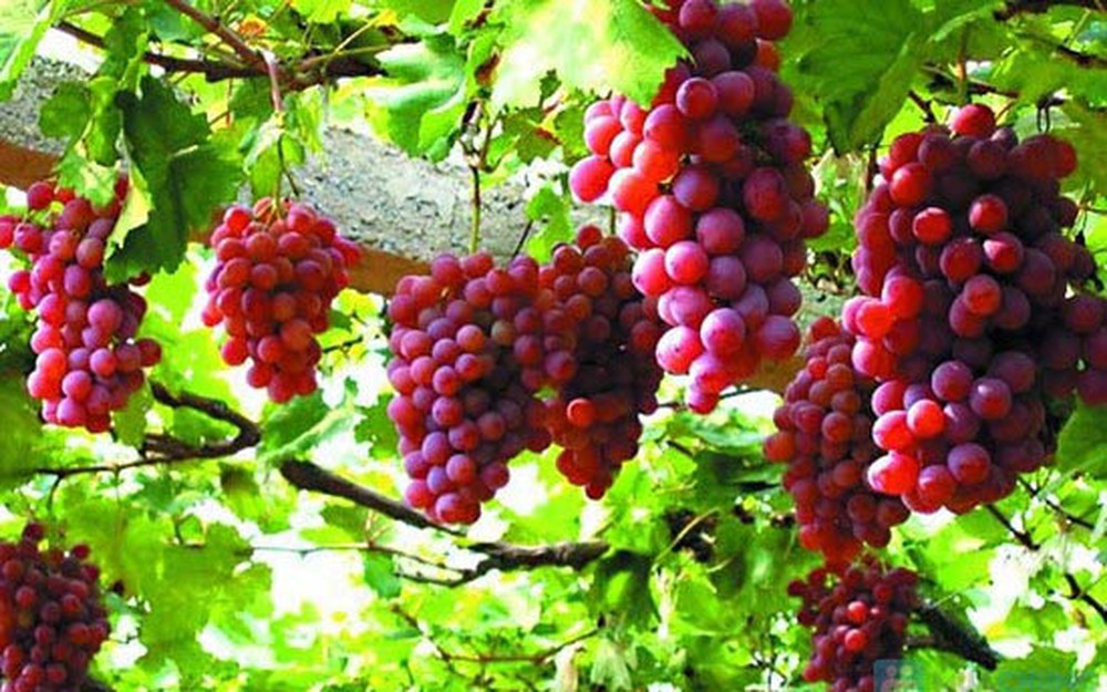 Kết quả hình ảnh cho cay nho