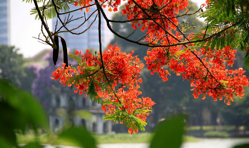 Mùa hè cuối của thời học sinh - Báo Long An Online