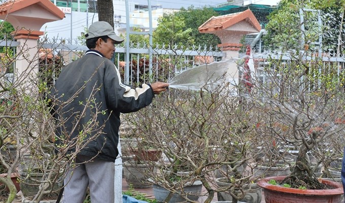 Những người mang hương sắc cho tết