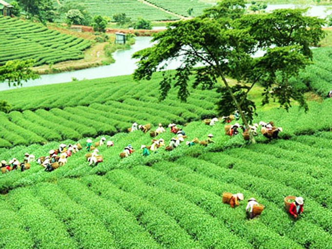 Thua trên sân nhà