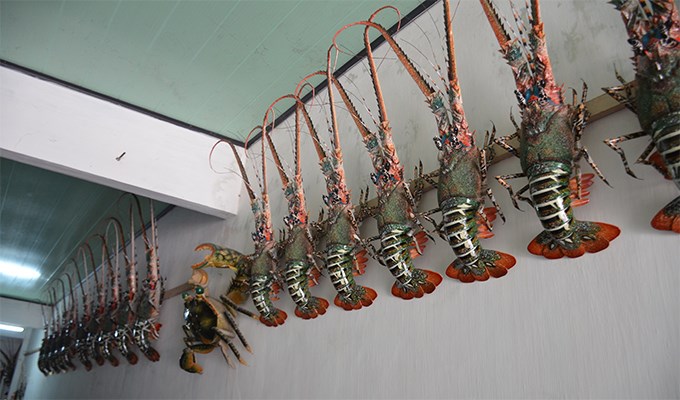 Người đàn ông “biến” tre thành tôm