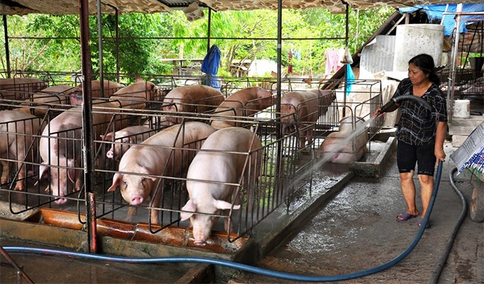 Hiểu chiên và chiên hiểu