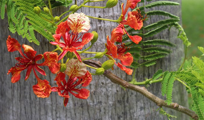 Phượng cuối
