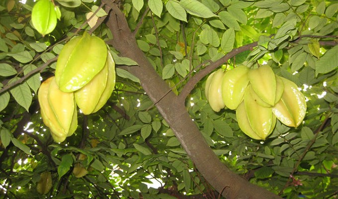 Cây khế già
