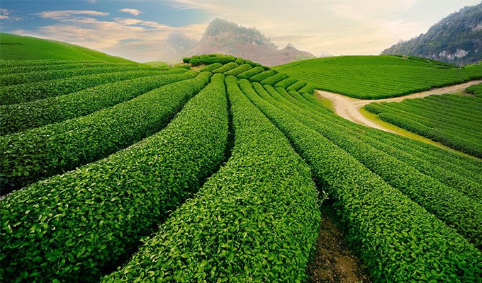 Từ tình yêu với cây trà Bảo Lộc