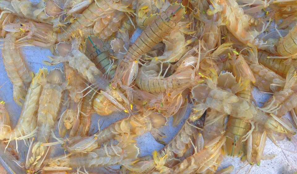 Về Cà Mau, ăn tôm tít Năm Căn