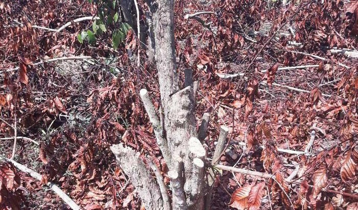 Báo động tình trạng hủy hoại cây trồng