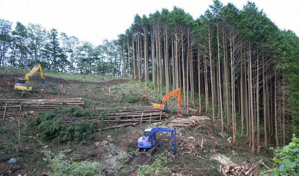 Rừng biến mất theo đà phát triển của thời trang
