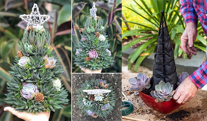 “Cây thông”  Noel bằng xương rồng