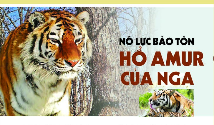 Nỗ lực bảo tồn hổ Amur của Nga