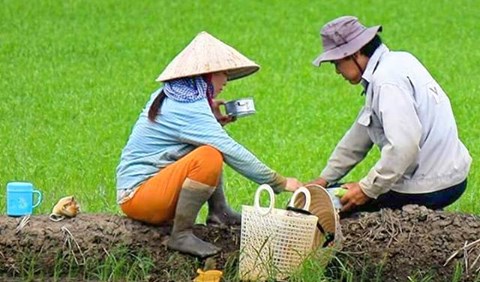 Cơm đồng