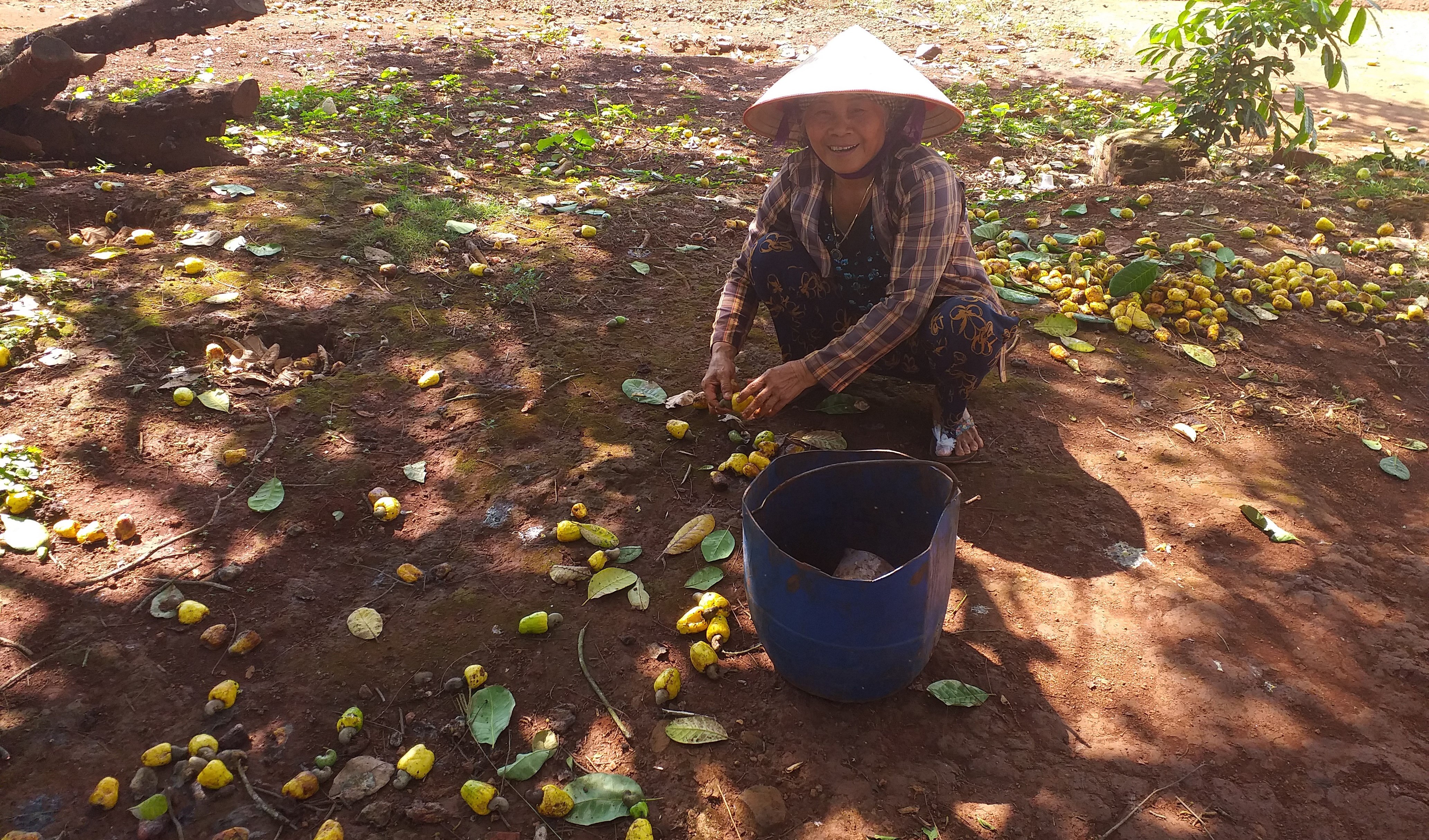 Một mùa điều buồn ở Bình Phước