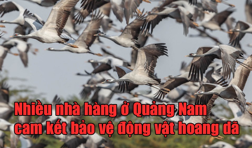 Nhiều nhà hàng ở Quảng Nam cam kết bảo vệ động vật hoang dã