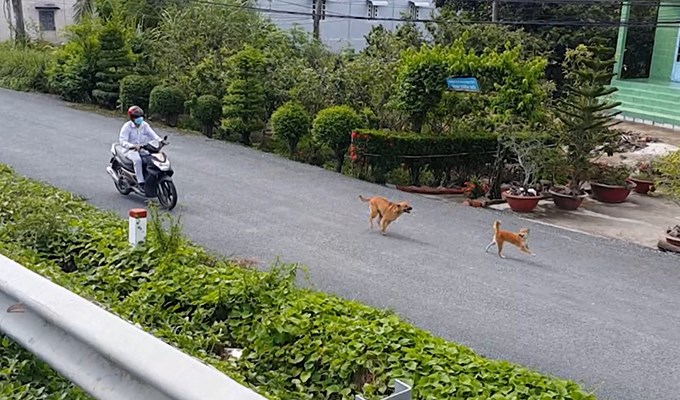 Nguy hiểm chó thả rông