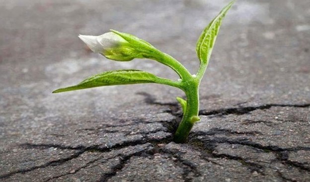 Vẻ đẹp của nỗi đau