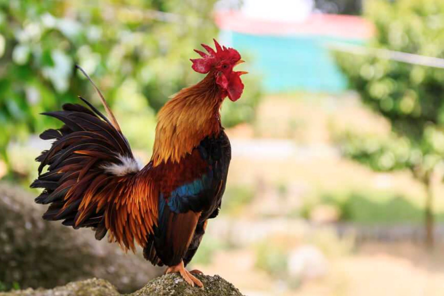 Tiếng gà gáy ở thành phố
