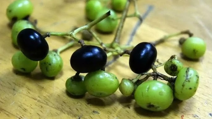 Trái giác xanh ra chợ