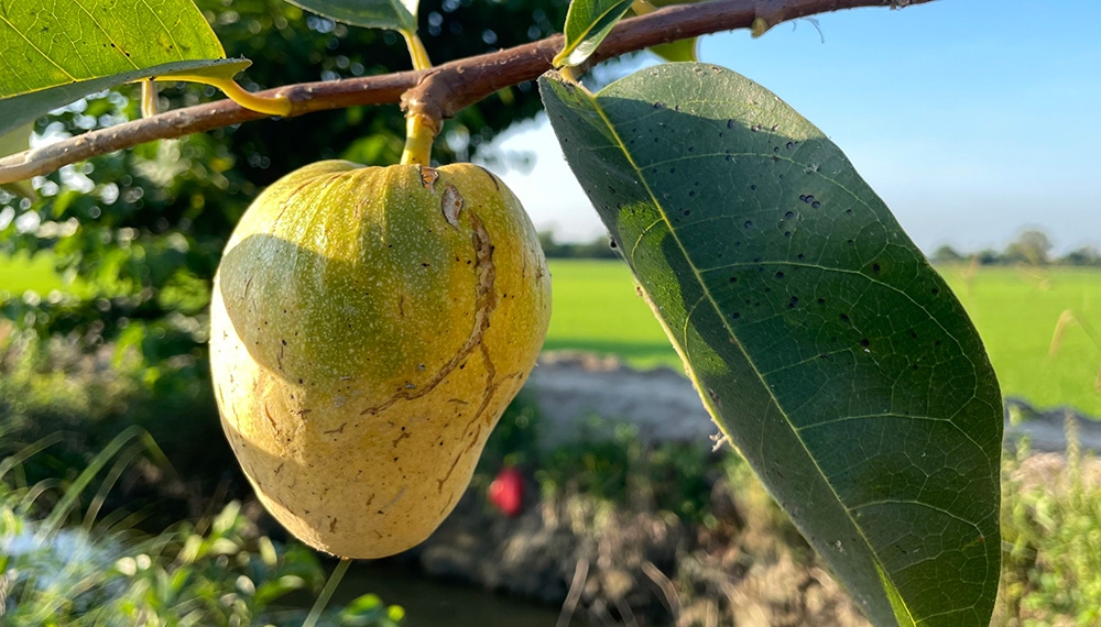 Về loài cây bình dị của đồng bằng