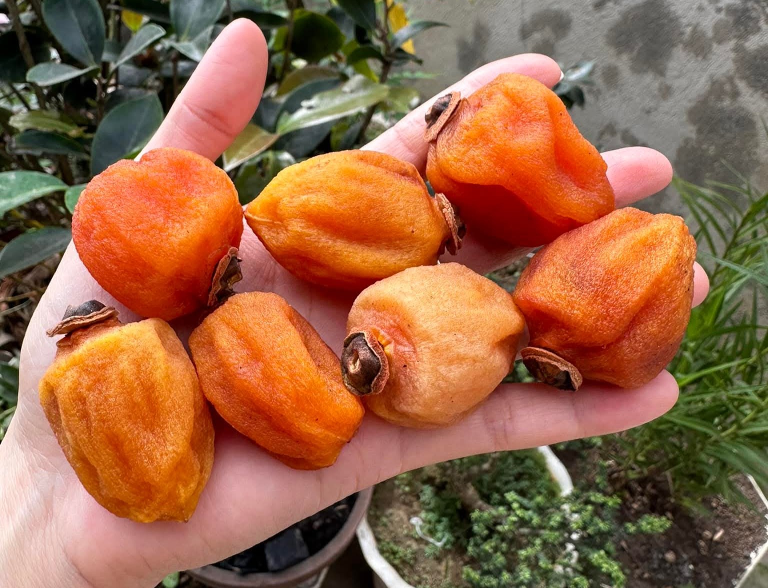 Mùa hồng treo gió