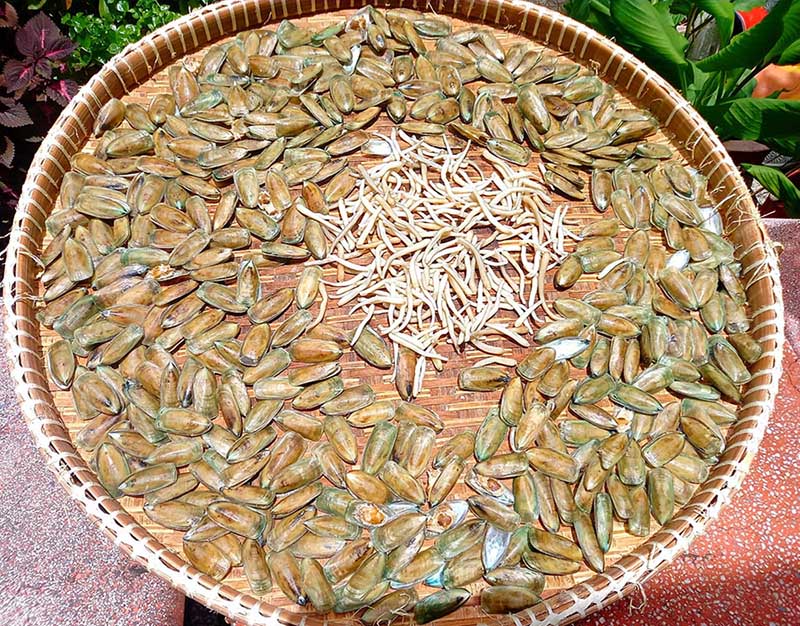 Phơi nắng con cà xỉu sau khi rửa sạch.JPG (192 KB)