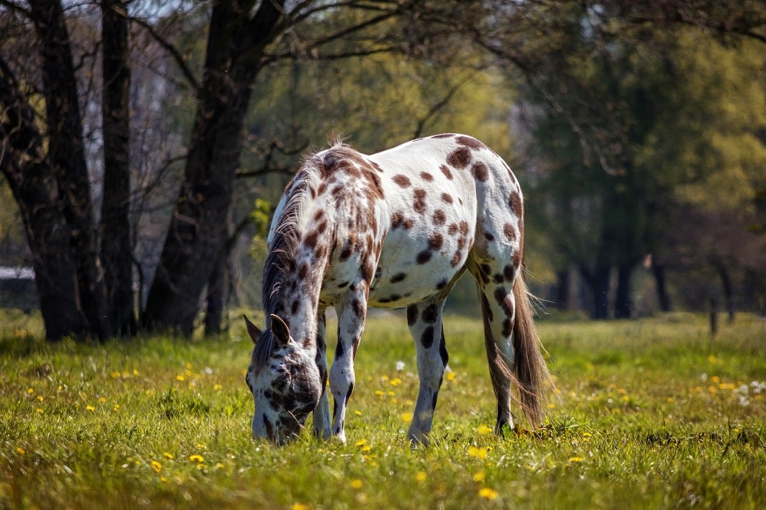 Appaloosa.jpg (173 KB)
