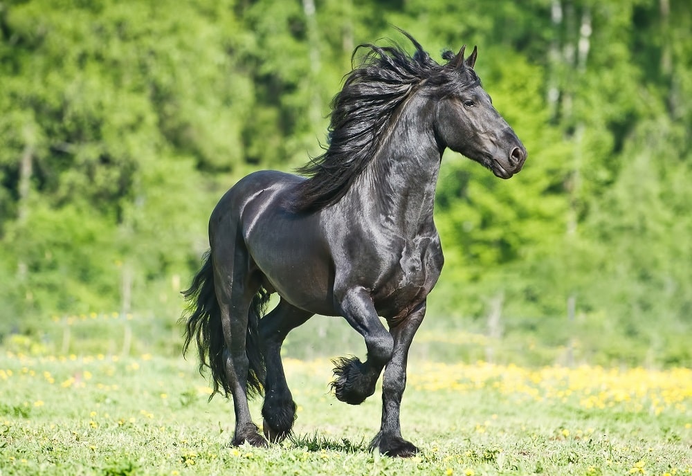 Friesian.jpg (139 KB)