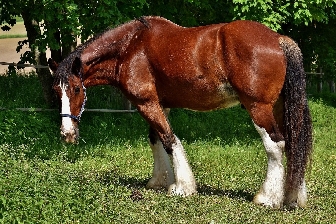 ShireHorse.jpg (382 KB)