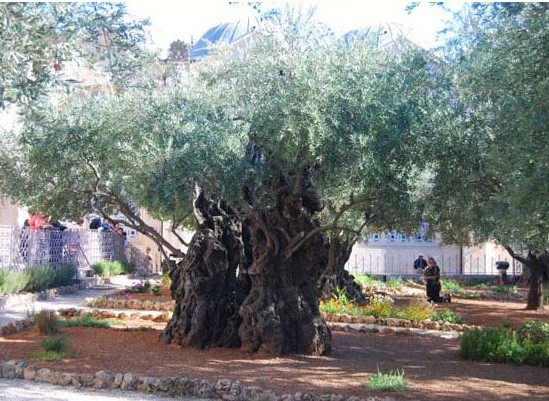 IMG_9895.jpeg (98 KB)