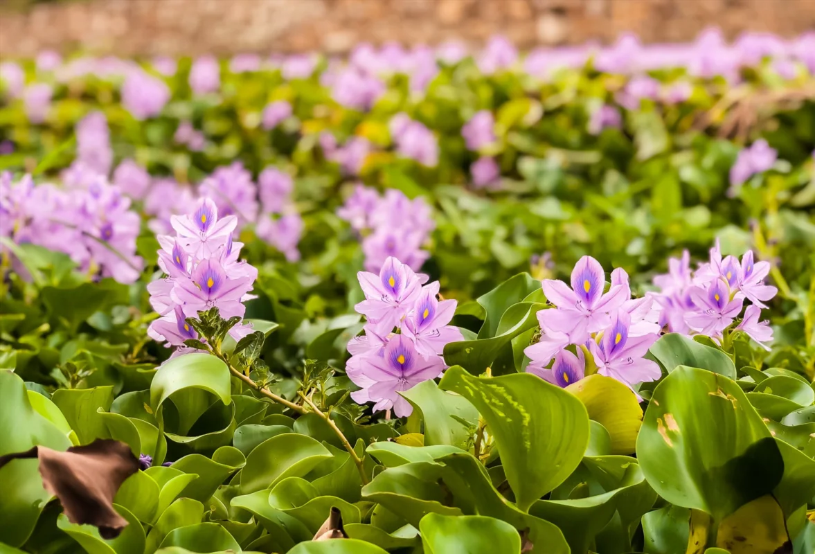 hoalucbinh.webp (112 KB)