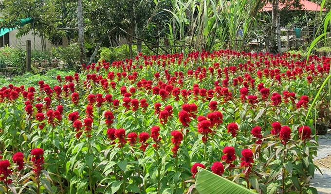 Dịu dàng sắc xuân