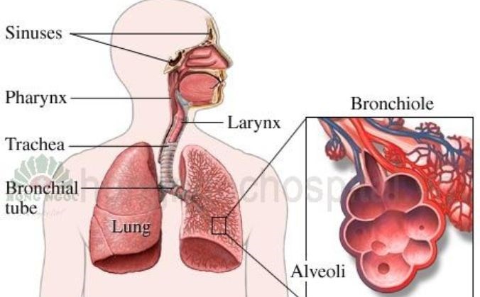 Bệnh phổi tắc nghẽn mạn tính