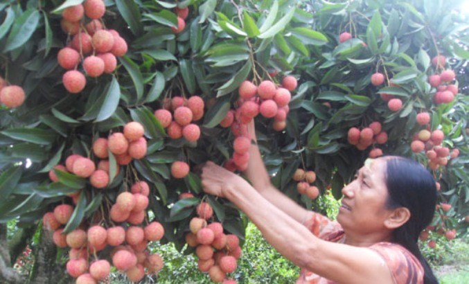 2 tấn vải thiều đầu tiên sang Mỹ