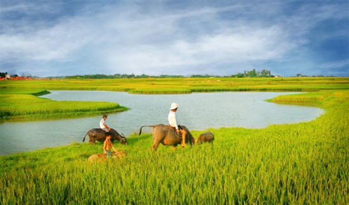 Tình yêu quê hương