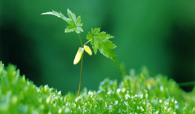 Một đỉnh điểm trong việc bảo vệ môi trường