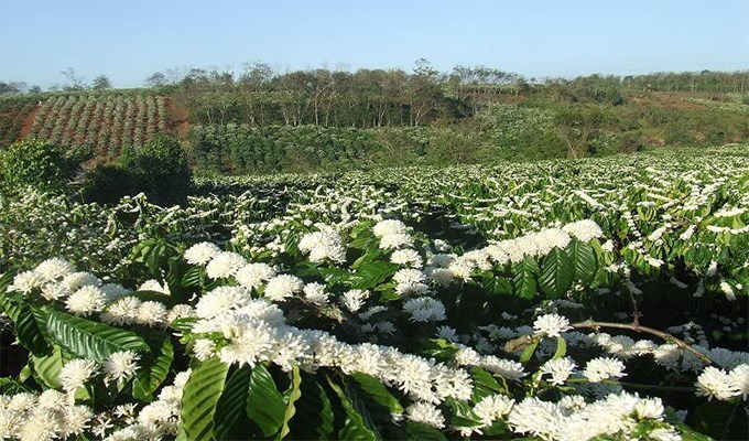 Tháng ba - tháng tư Tây Nguyên