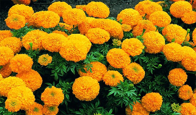 Đóa hoa vạn thọ