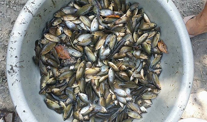 Đừng tận diệt cá con