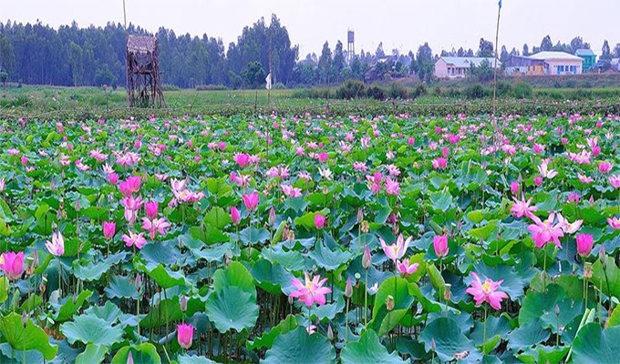 Em là loài hoa biết nói