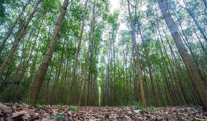 Phá rừng hay giữ rừng ?