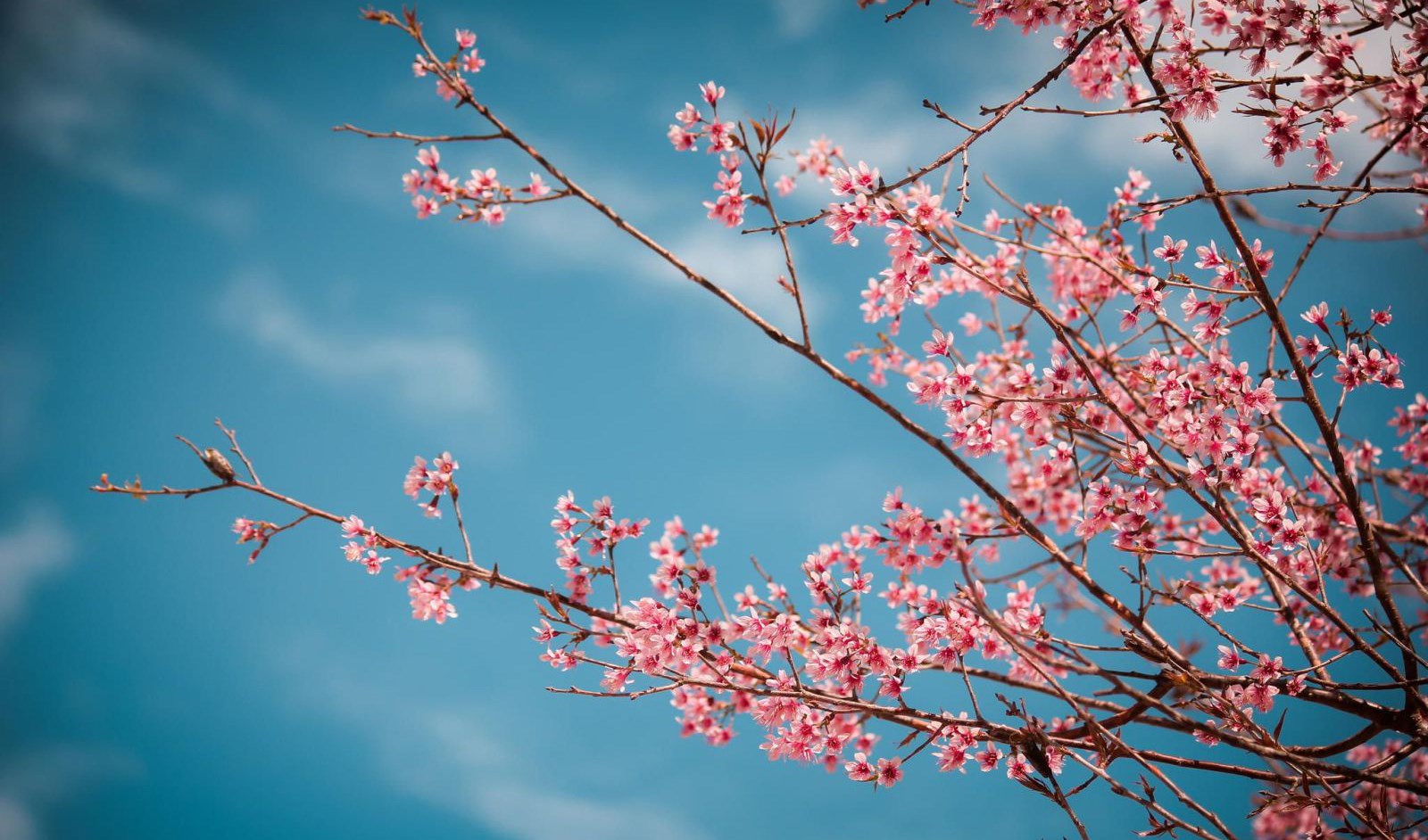 Áo mới những mùa xuân xưa
