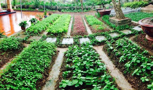 Vườn rau của Mẹ